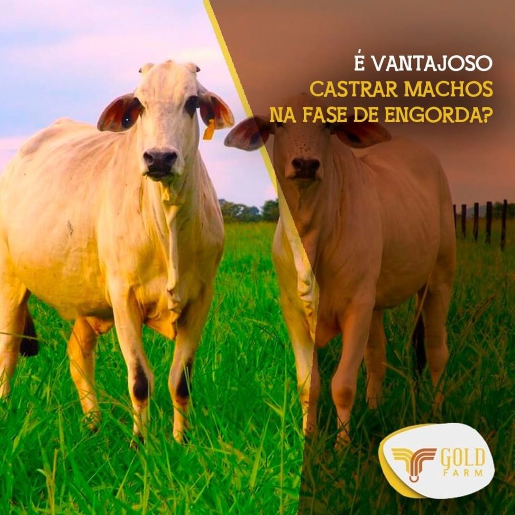 castrar castração macho machos goldfarm