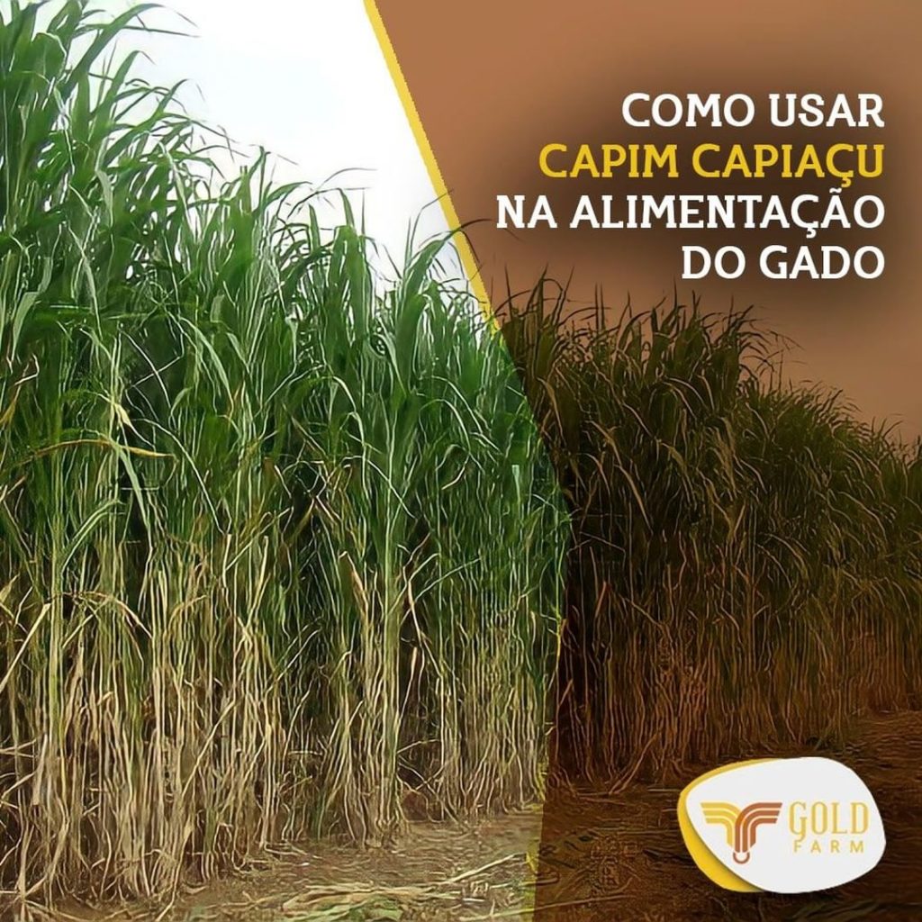 Capim Capiaçu Gold Farm