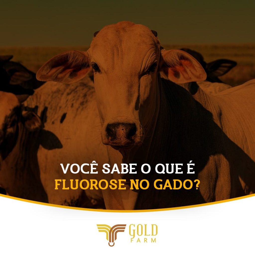 Fluorose Gado Goldfarm Gold Farm