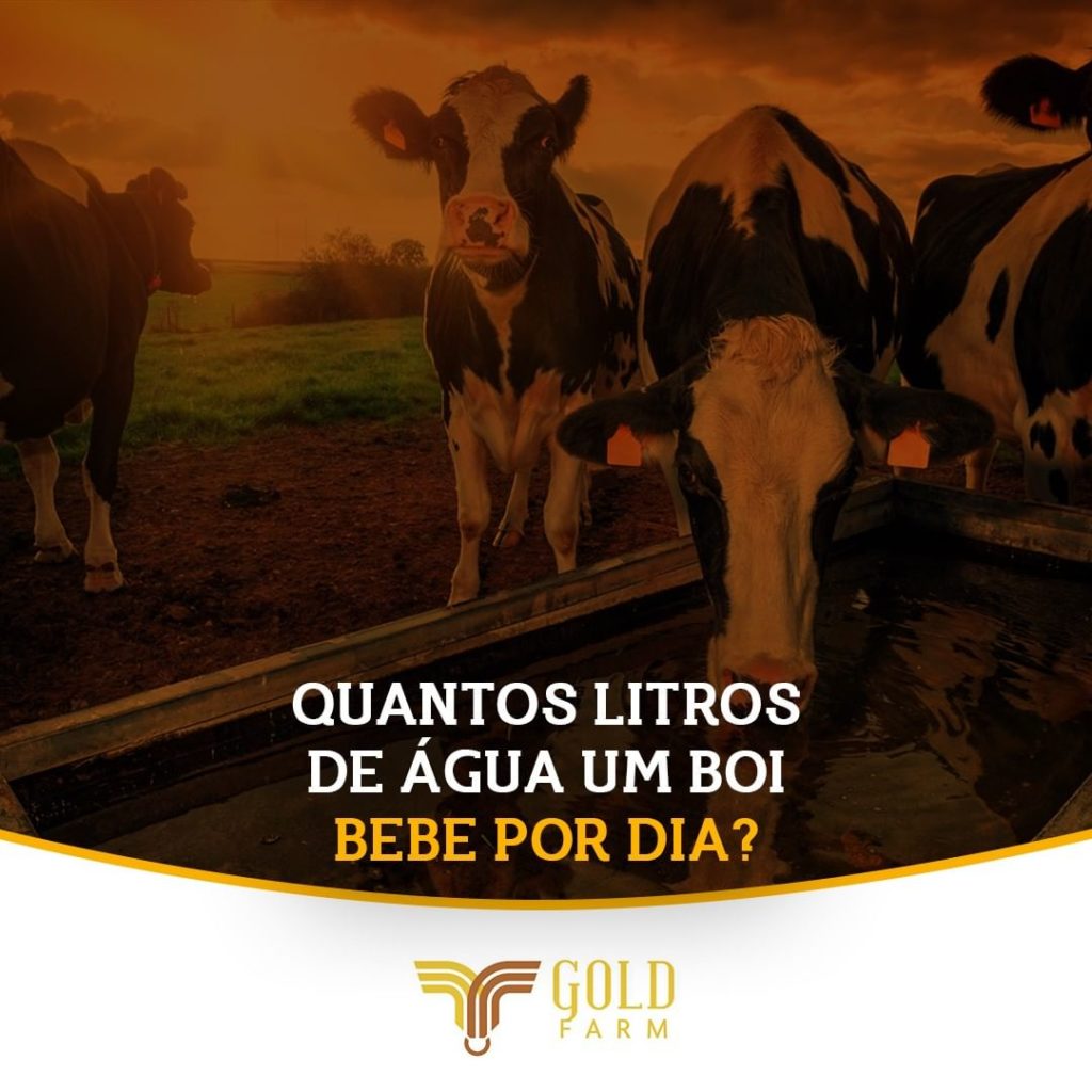 Boi Quantos litros de água Saúde Animal Goldfarm