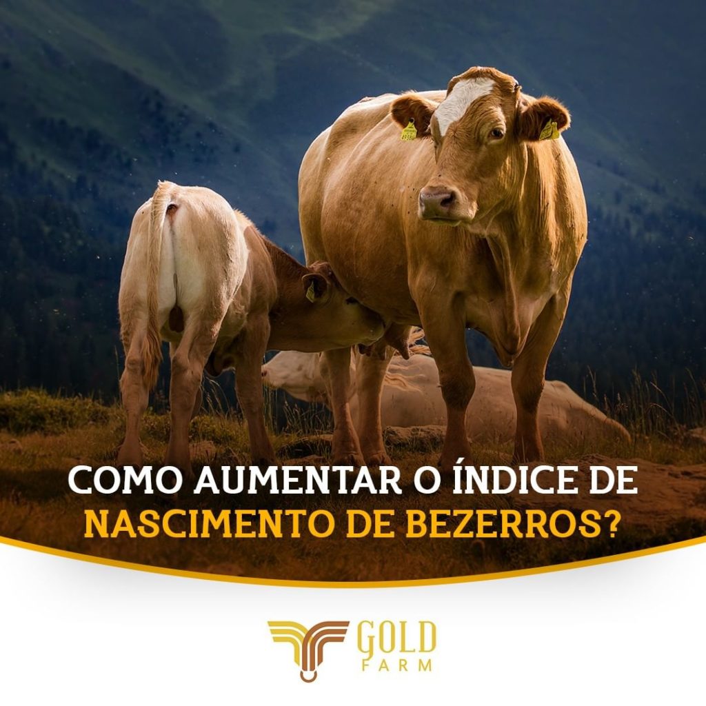 nascimento de bezerros aumento gold farm