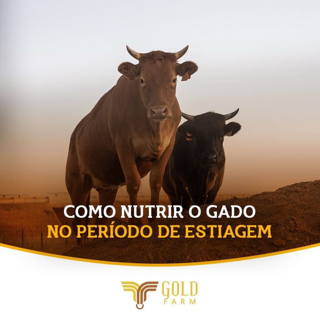 Período de estiagem goldfarm Gold Farm gado