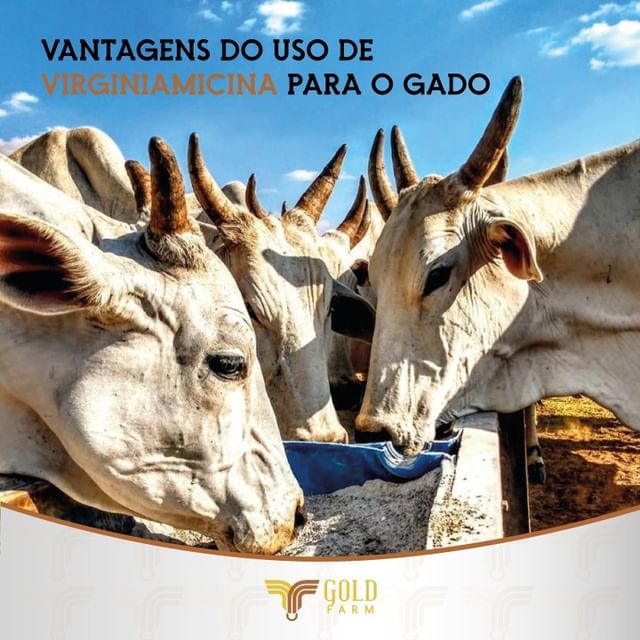Virginiamicina Goldfarm Gado leiteiro de corte