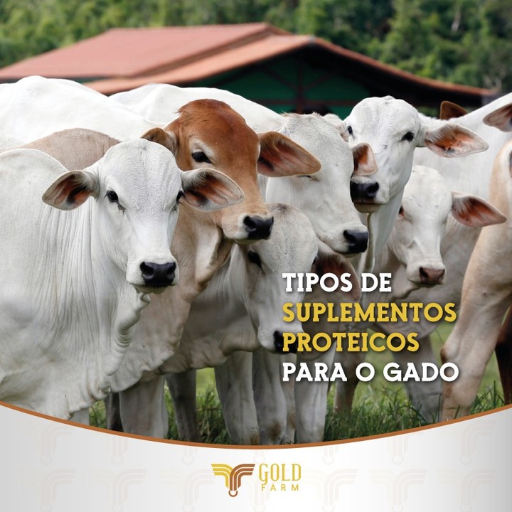 Tipos de suplementos proteicos para o gado gold farm