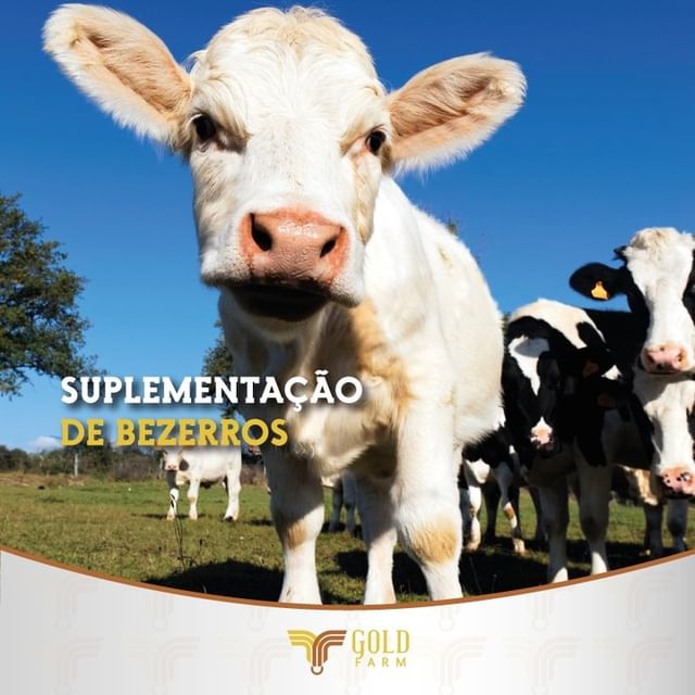 Suplementação bezerros goldfarm gold farm