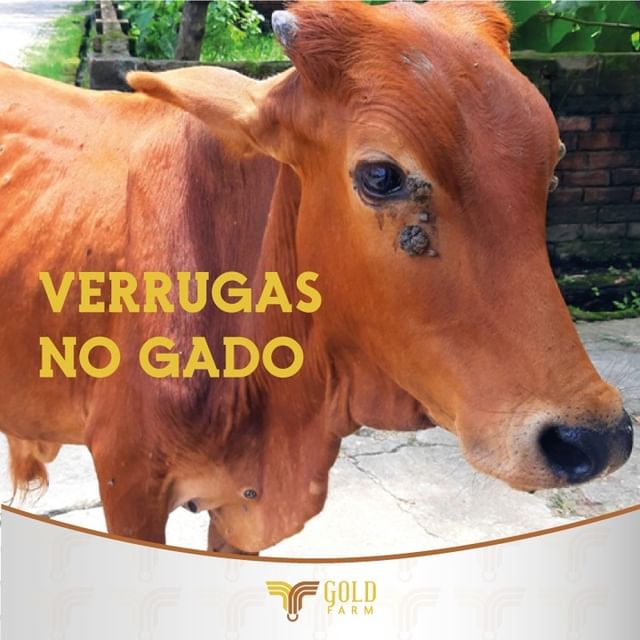 Verrugas no Gado Saúde Animal Gold Farm Goldfarm