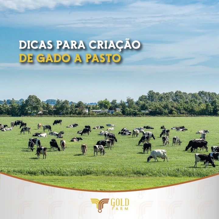 Gado a pasto goldfarm gold farm saúde animal