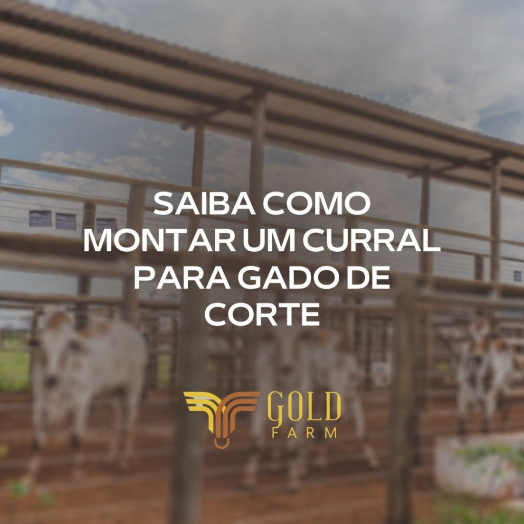 curral gado de corte goldfarm gold farm saúde animal