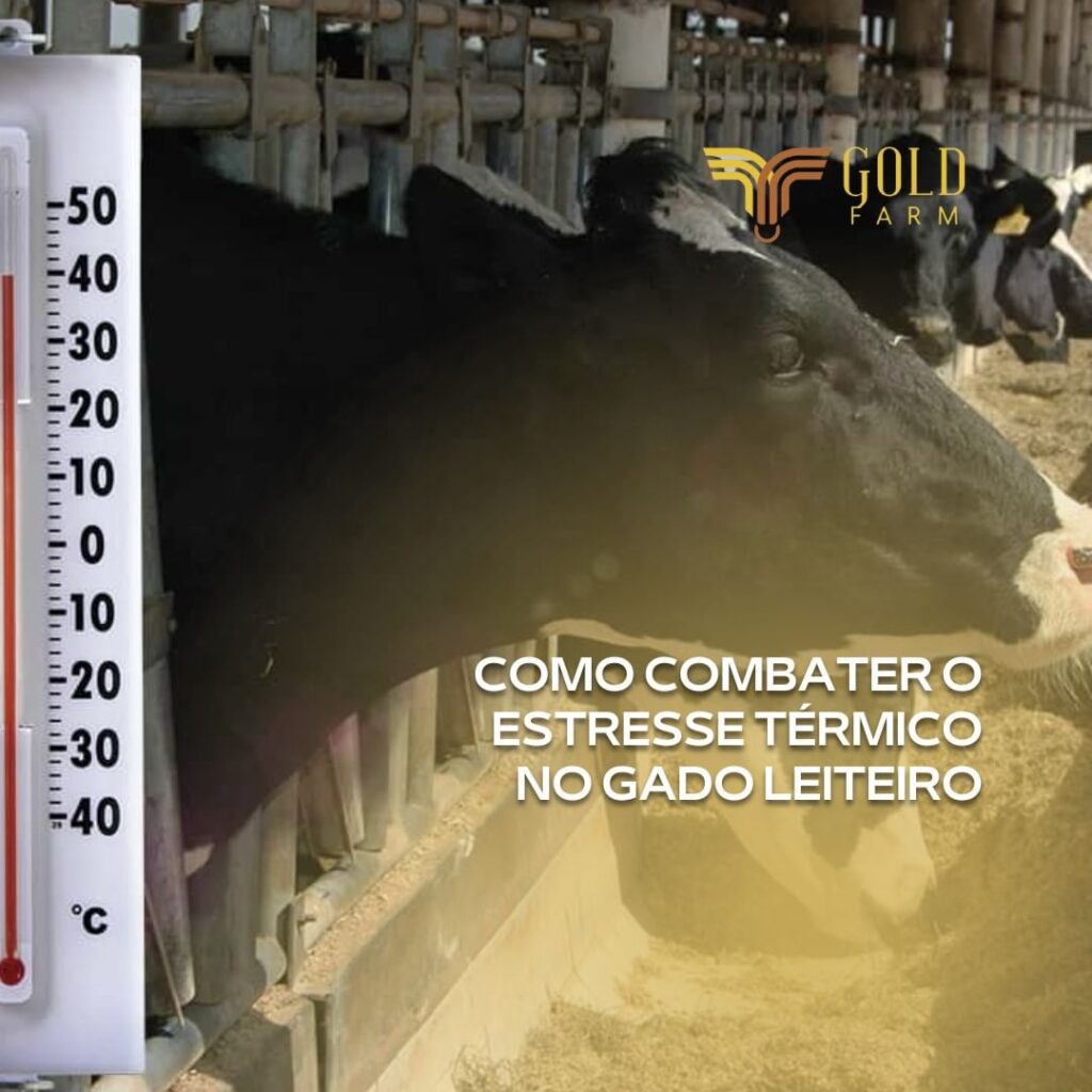 estresse térmico gado leiteiro goldfarm